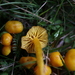Butter Waxcap - Photo (c) Thorsten Usée, some rights reserved (CC BY-NC), uploaded by Thorsten Usée