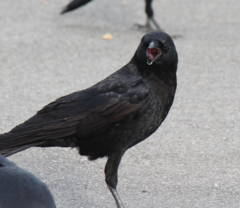 Corvus brachyrhynchos