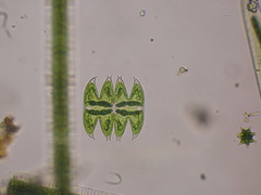 Micrasterias laticeps