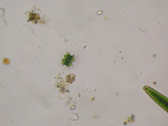 Staurastrum arctiscon