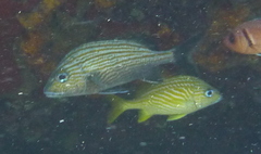 Haemulon carbonarium