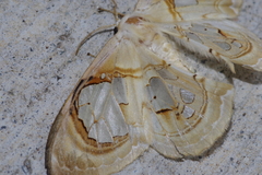 Macrauzata maxima maxima