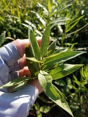 Amsonia repens