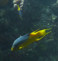 Bodianus rufus