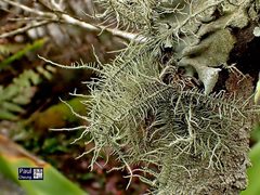 Usnea baileyi