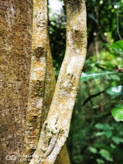 Schnella guianensis