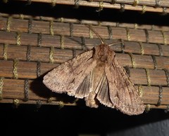 Ichneutica averilla