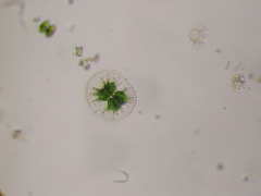 Staurastrum arctiscon