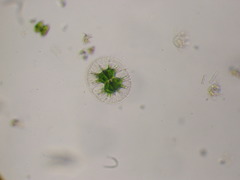 Staurastrum arctiscon