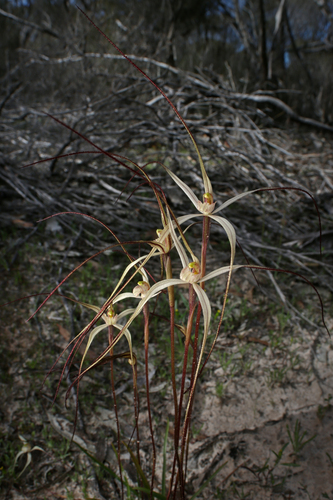 Caladenia capillata D.L.Jones