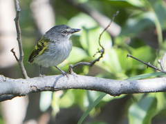 Poecilotriccus sylvia