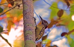 Melanerpes striatus