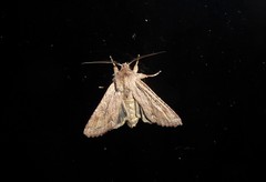 Ichneutica averilla