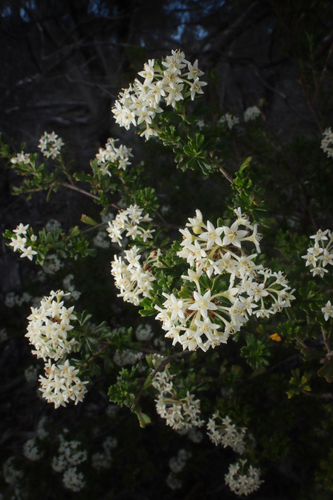 Pomaderris obcordata Fenzl