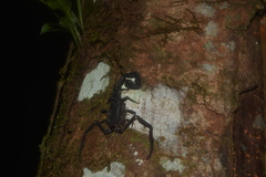 Tityus obscurus