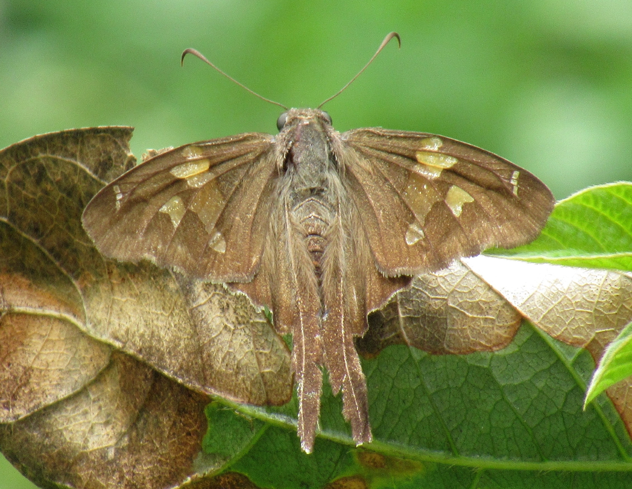 Pyrginae image