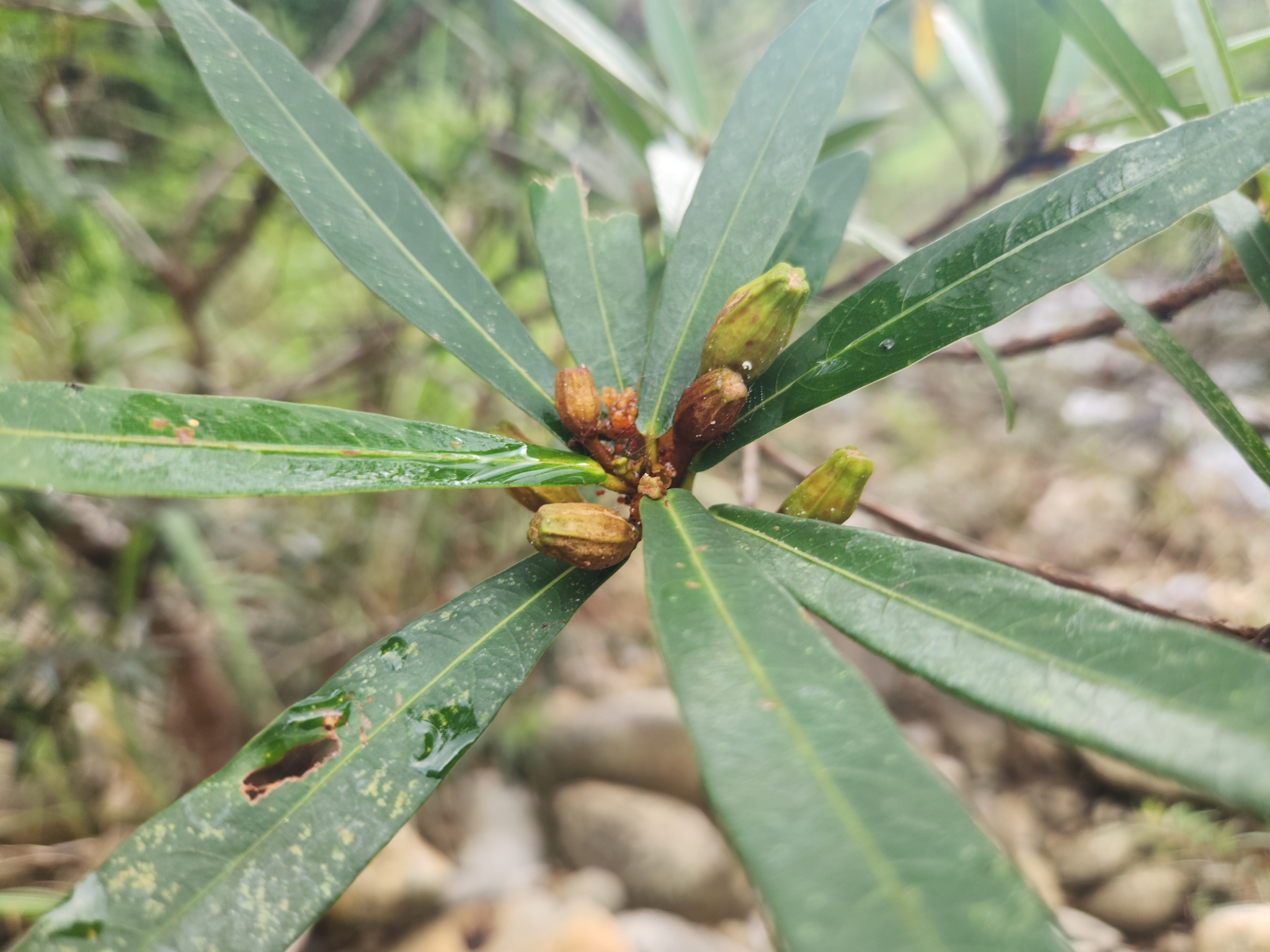 Ficus ischnopoda (Ficus ischnopoda)