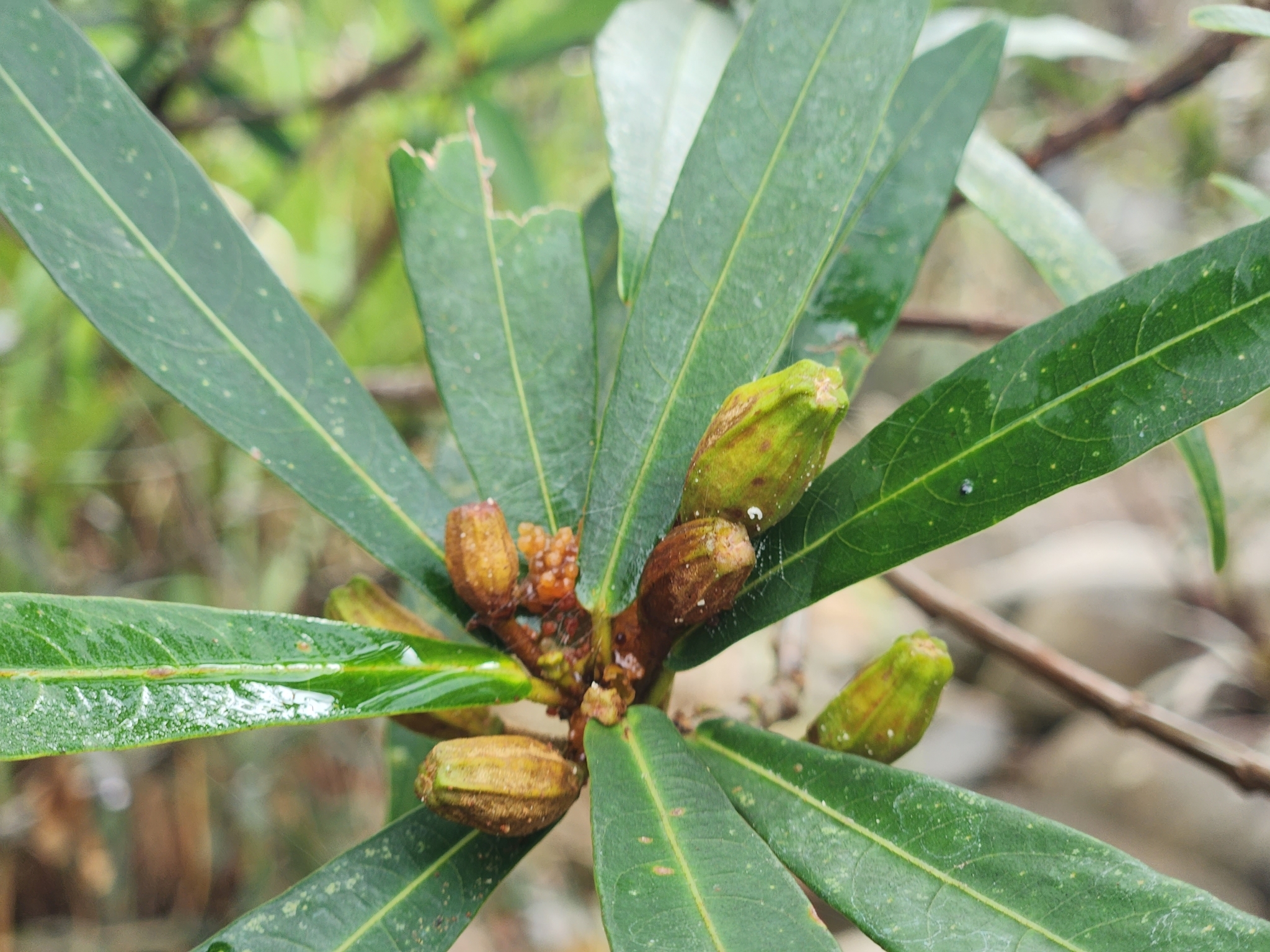 Ficus ischnopoda — ảnh 2