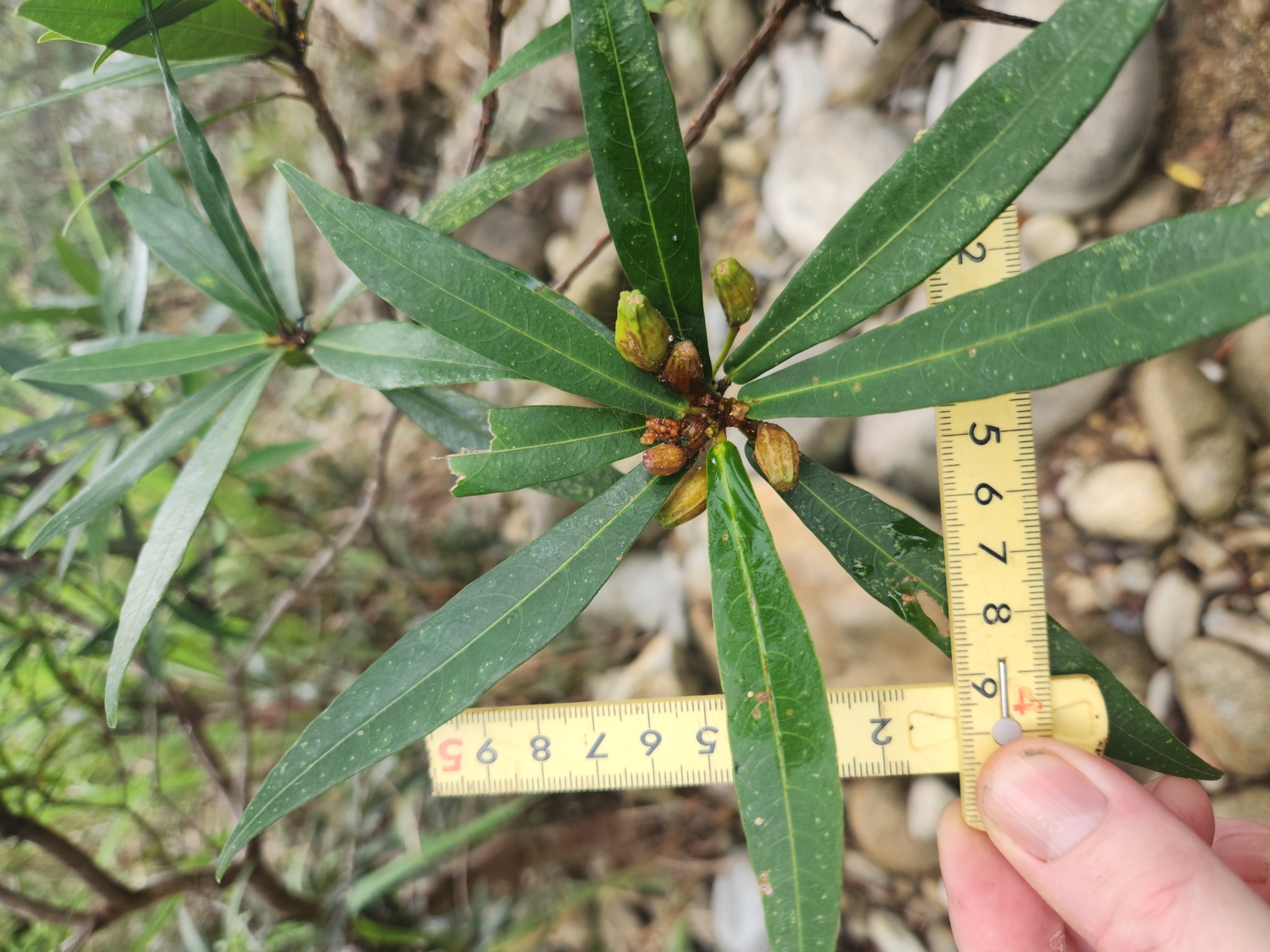 Ficus ischnopoda — ảnh 3