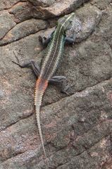Platysaurus intermedius rhodesianus