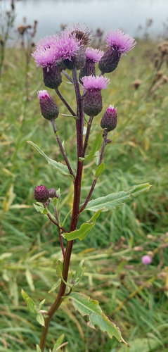 Osjak (Cirsium)