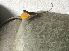 Anolis osa