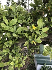 Osteospermum moniliferum
