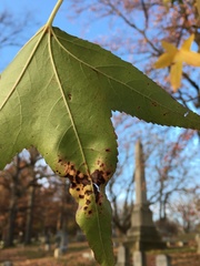 Cercospora liquidambaris