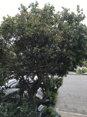 Osteospermum moniliferum