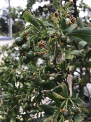 Osteospermum moniliferum