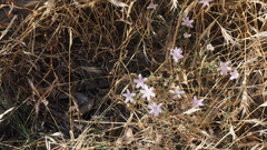 Stephanomeria exigua exigua