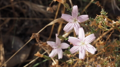 Stephanomeria exigua exigua