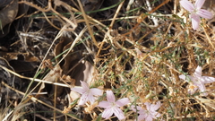 Stephanomeria exigua exigua