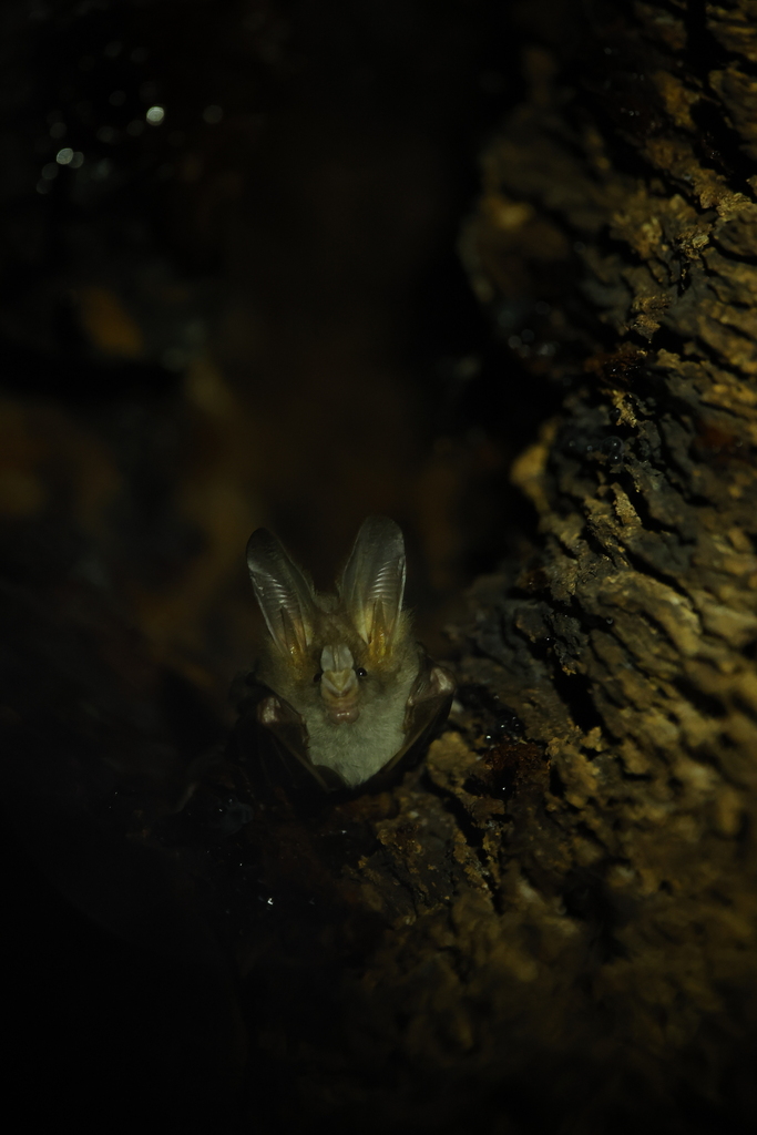 Lesser False Vampire Bat