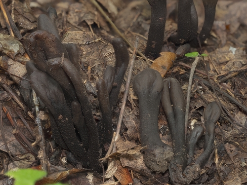 Thuemenidium atropurpureum