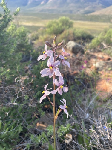 Orchid Ladieshand (Cyanella orchidiformis)