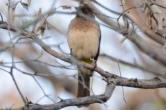 Pycnonotus barbatus tricolor