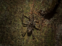 Mecopus rufipes