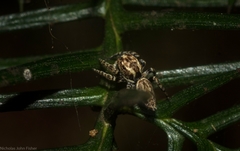 Paraphilaeus daemeli