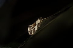 Philenora chionastis