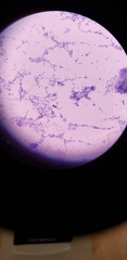 Bacillus