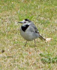 Motacilla alba