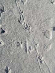 Perdix perdix