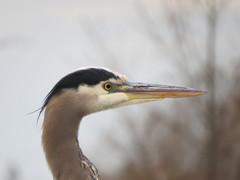 Ardea herodias fannini