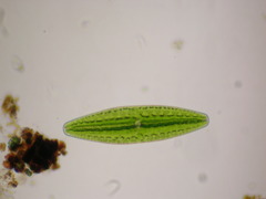 Netrium digitus