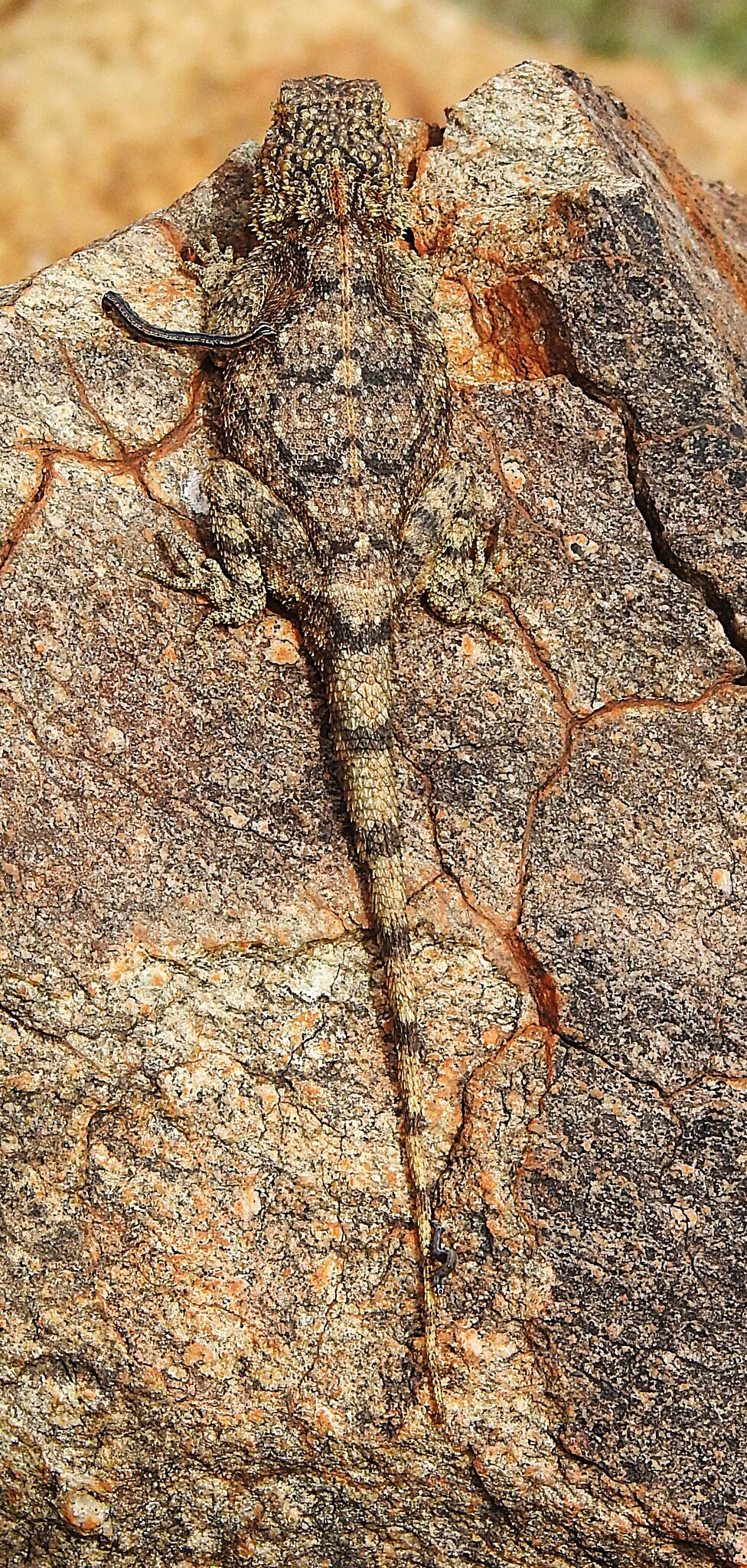 Agama anchietae Bocage, 1896