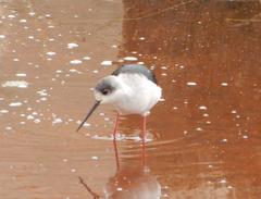 Himantopus himantopus