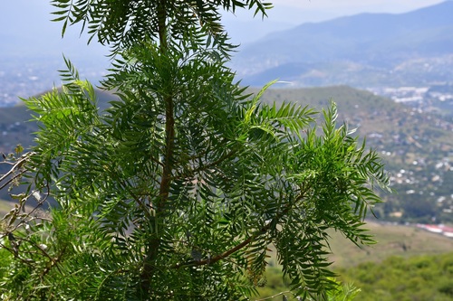 Bursera morelensis