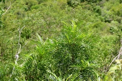 Bursera morelensis, photograph (c) Neptalí Ramírez Marcial, some rights reserved (CC BY)