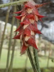 Acanthostachys strobilacea